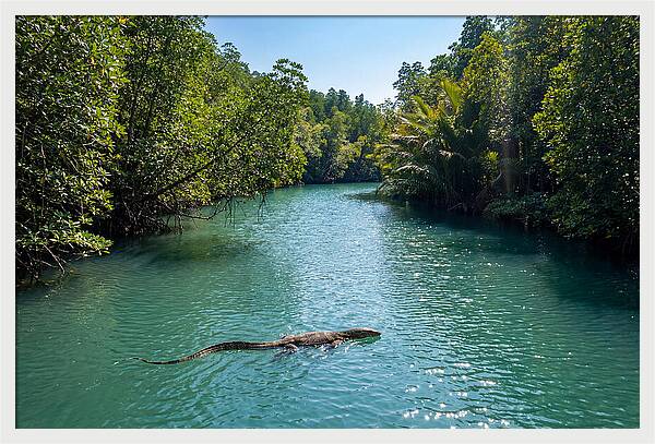 Asian Water Monitor In Tranquil Waters