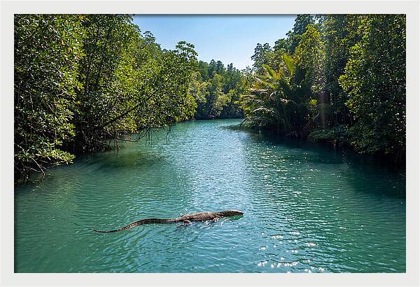 Asian Water Monitor In Tranquil Waters