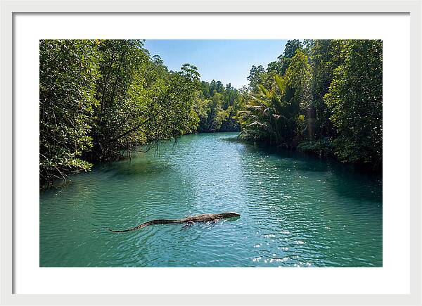 Asian Water Monitor In Tranquil Waters