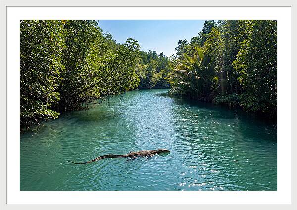 Asian Water Monitor In Tranquil Waters