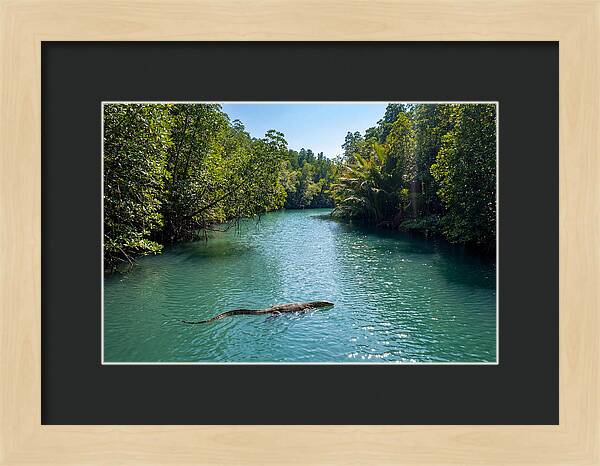 Asian Water Monitor In Tranquil Waters