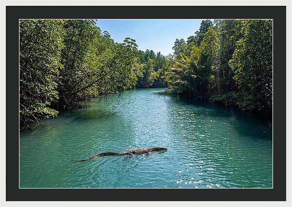 Asian Water Monitor In Tranquil Waters