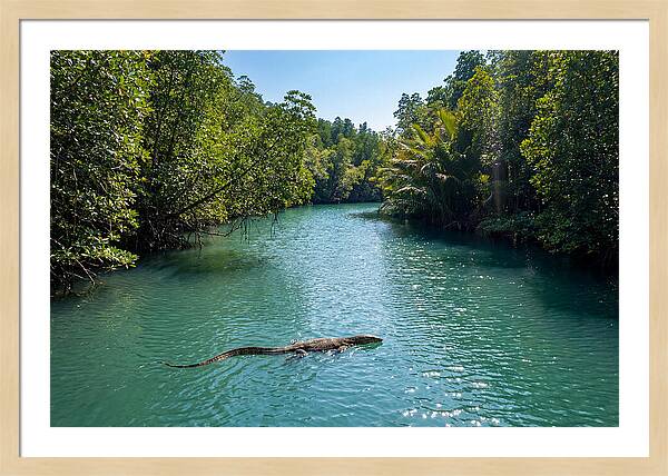 Asian Water Monitor In Tranquil Waters