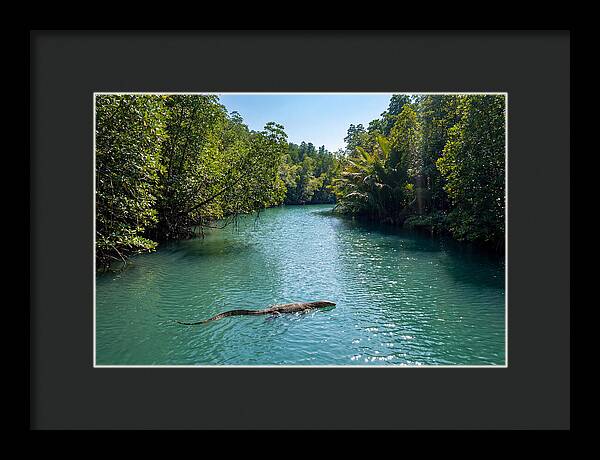 Asian Water Monitor In Tranquil Waters