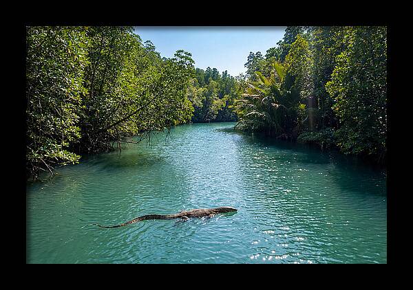Asian Water Monitor In Tranquil Waters