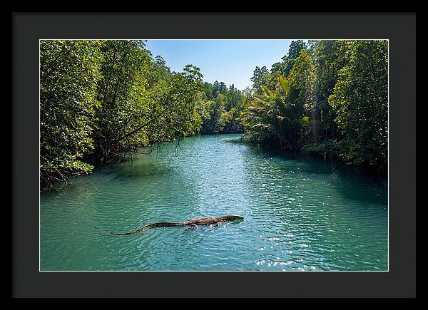 Asian Water Monitor In Tranquil Waters