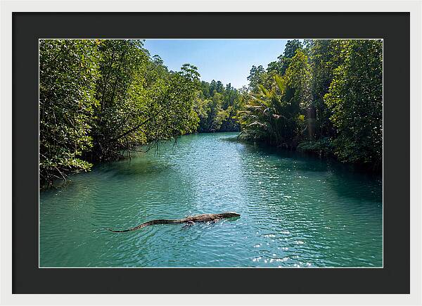 Asian Water Monitor In Tranquil Waters