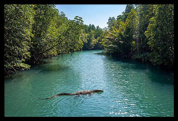 Asian Water Monitor In Tranquil Waters