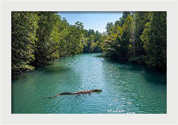 Asian Water Monitor In Tranquil Waters