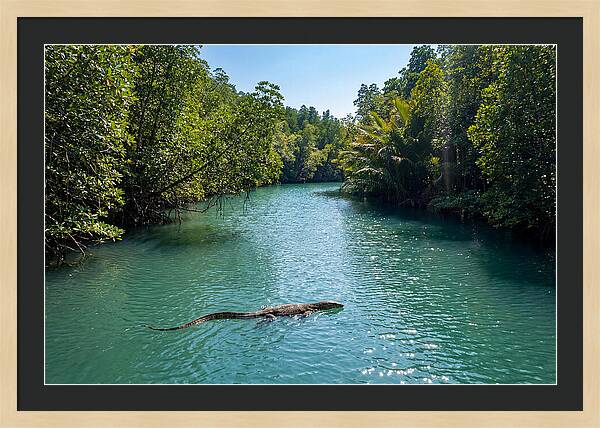 Asian Water Monitor In Tranquil Waters