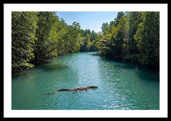 Asian Water Monitor In Tranquil Waters