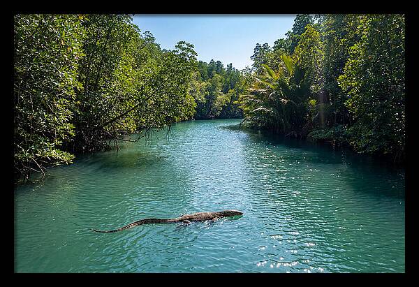Asian Water Monitor In Tranquil Waters