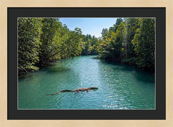 Asian Water Monitor In Tranquil Waters