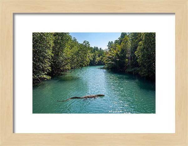 Asian Water Monitor In Tranquil Waters