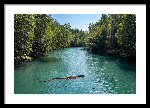 Asian Water Monitor In Tranquil Waters