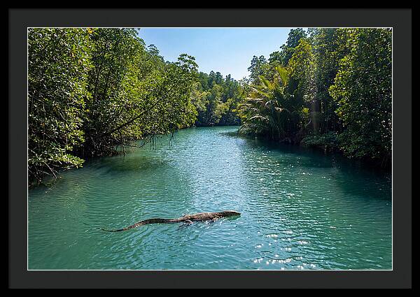 Asian Water Monitor In Tranquil Waters