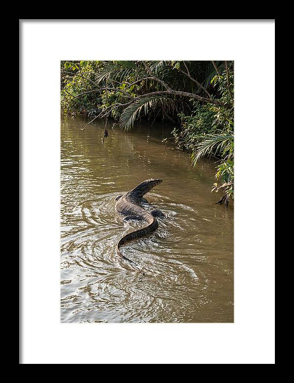 Asian Water Monitor Swimming