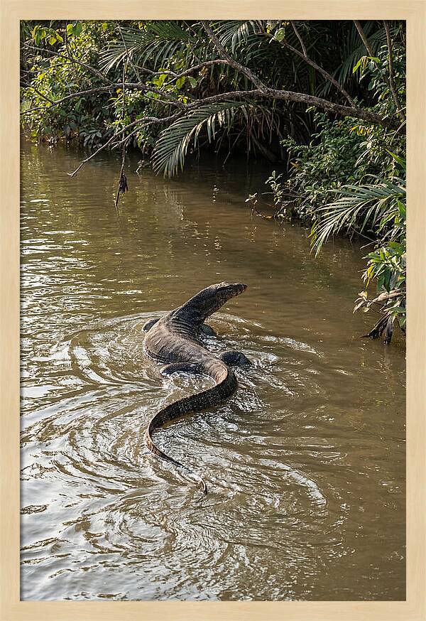 Asian Water Monitor Swimming