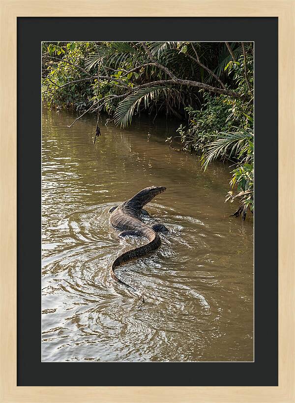 Asian Water Monitor Swimming