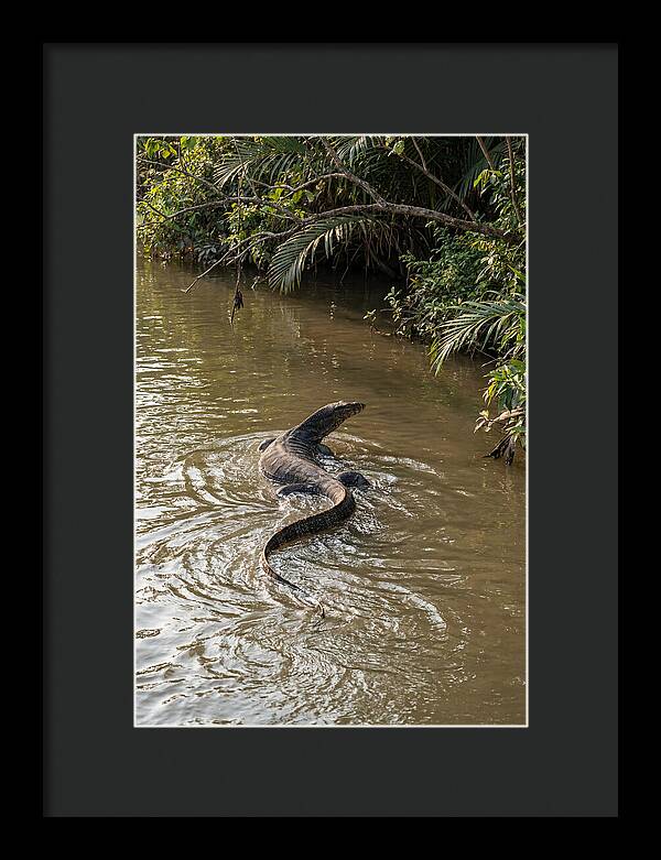Asian Water Monitor Swimming