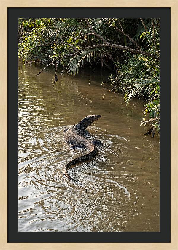 Asian Water Monitor Swimming