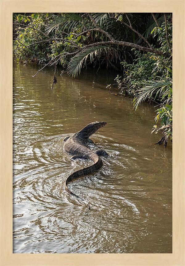 Asian Water Monitor Swimming