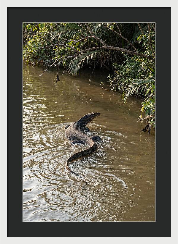 Asian Water Monitor Swimming