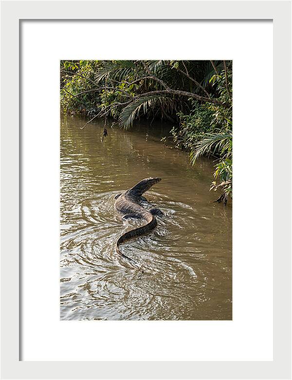 Asian Water Monitor Swimming