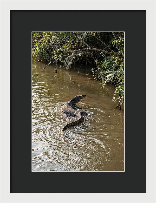 Asian Water Monitor Swimming