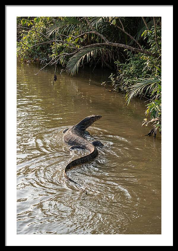 Asian Water Monitor Swimming