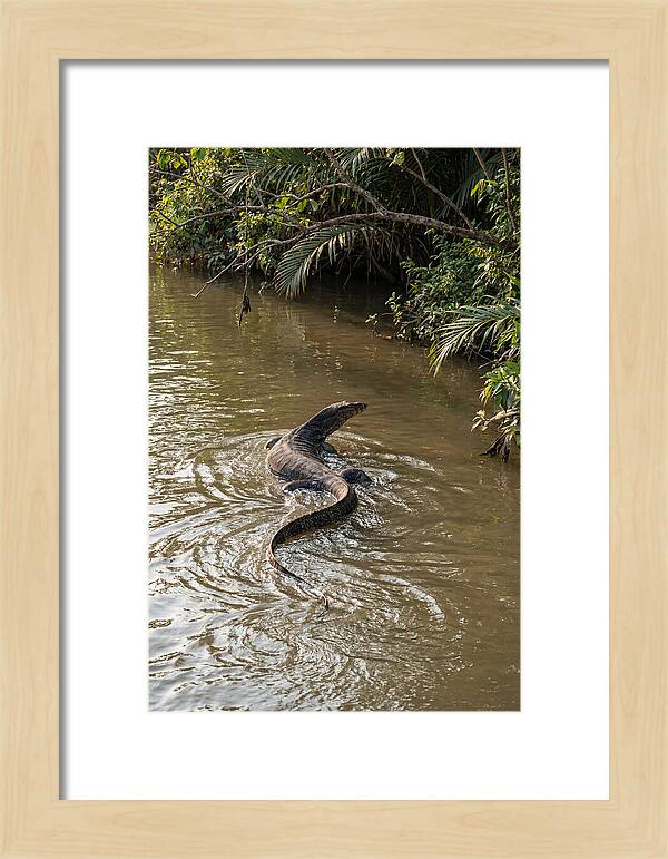 Asian Water Monitor Swimming