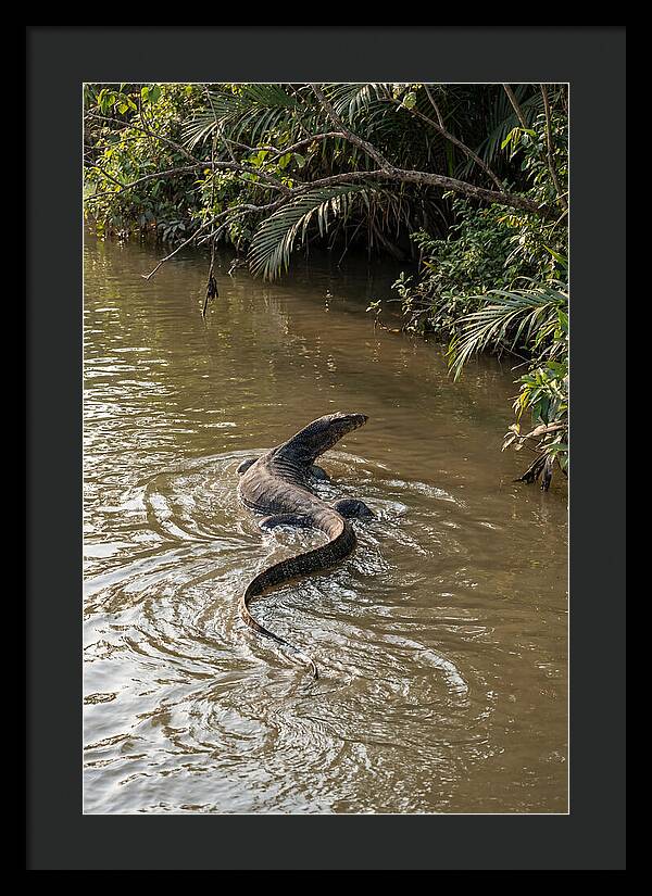 Asian Water Monitor Swimming