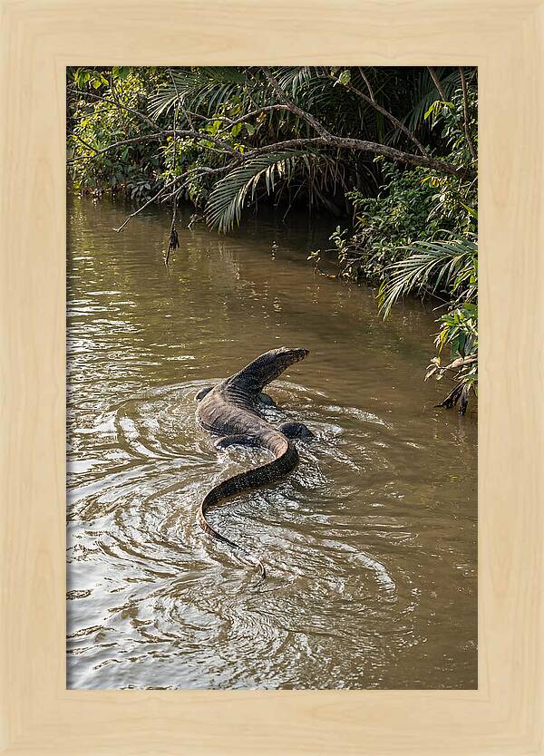 Asian Water Monitor Swimming