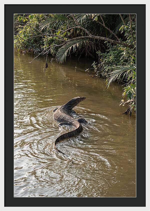 Asian Water Monitor Swimming