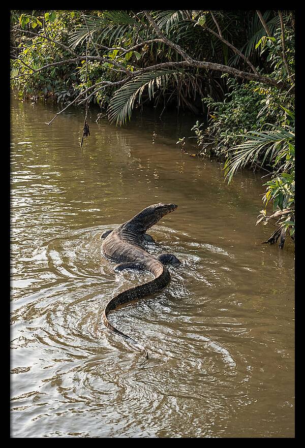 Asian Water Monitor Swimming