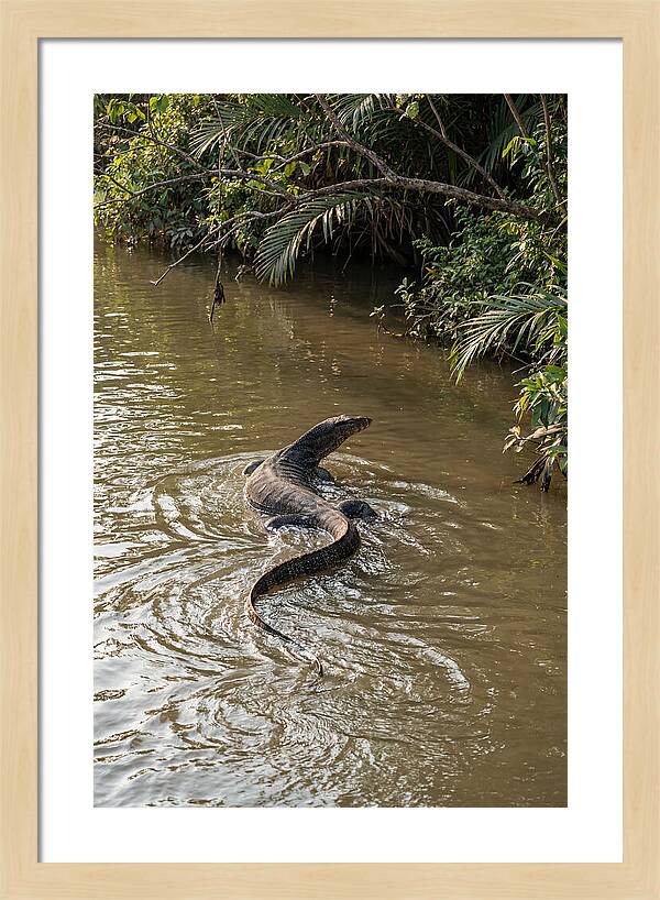 Asian Water Monitor Swimming