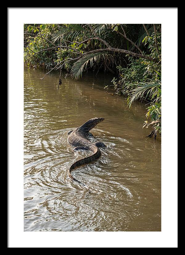 Asian Water Monitor Swimming