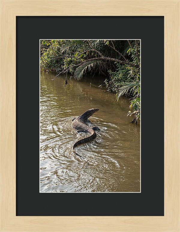Asian Water Monitor Swimming