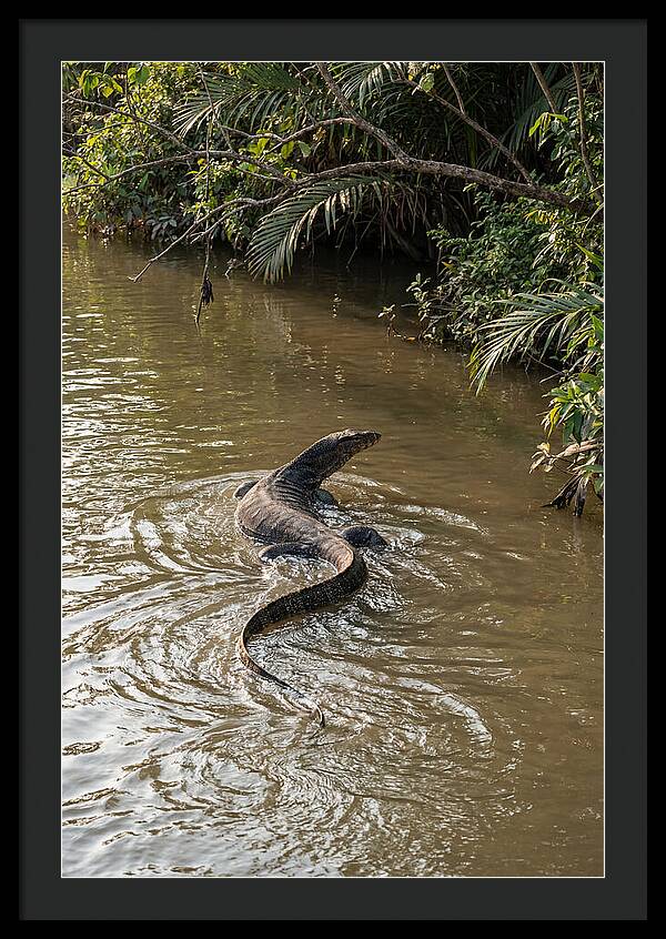 Asian Water Monitor Swimming