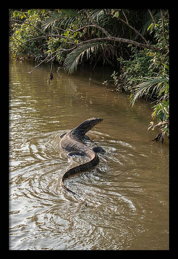 Asian Water Monitor Swimming