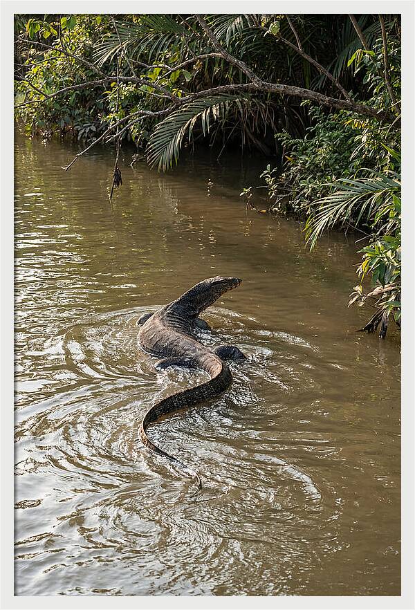Asian Water Monitor Swimming