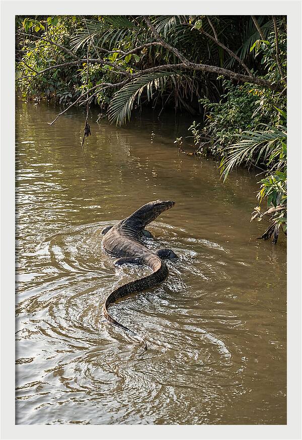 Asian Water Monitor Swimming