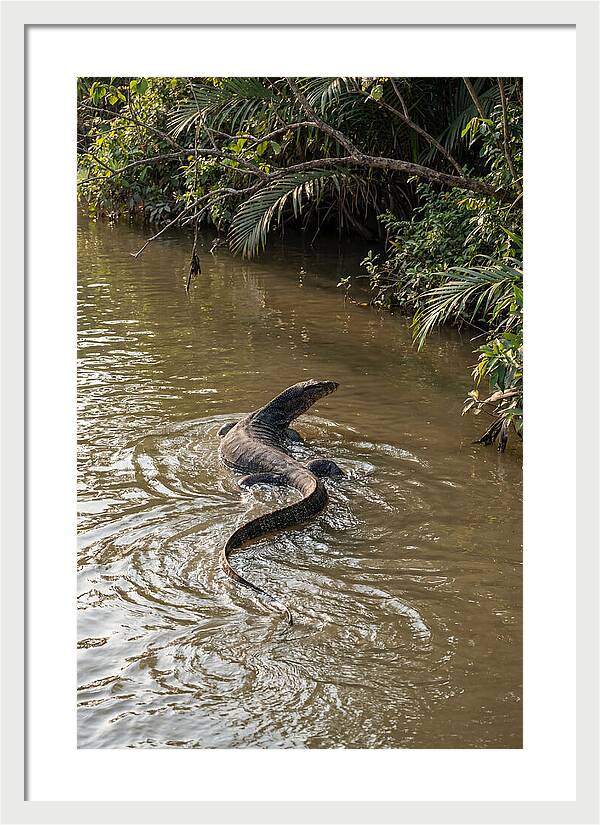 Asian Water Monitor Swimming
