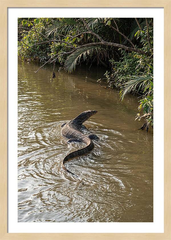 Asian Water Monitor Swimming