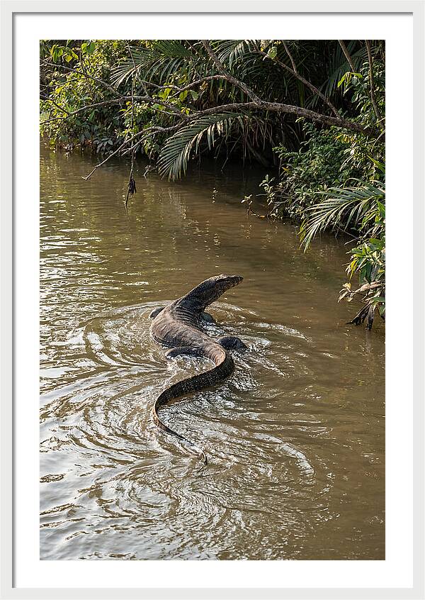 Asian Water Monitor Swimming