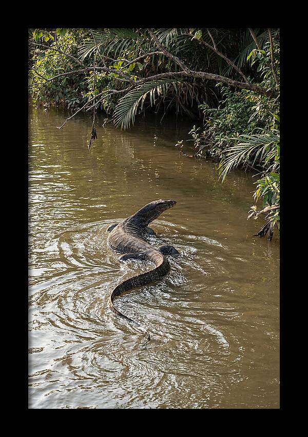 Asian Water Monitor Swimming
