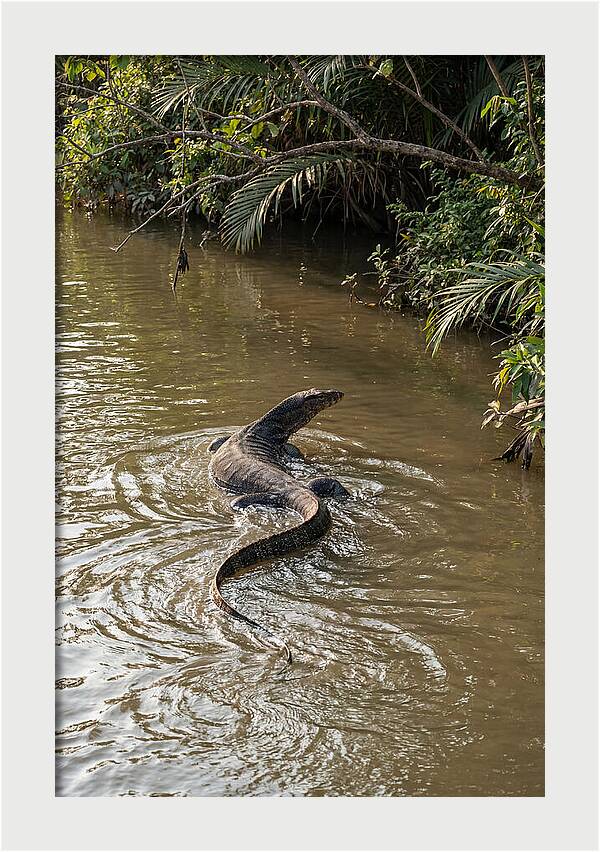Asian Water Monitor Swimming