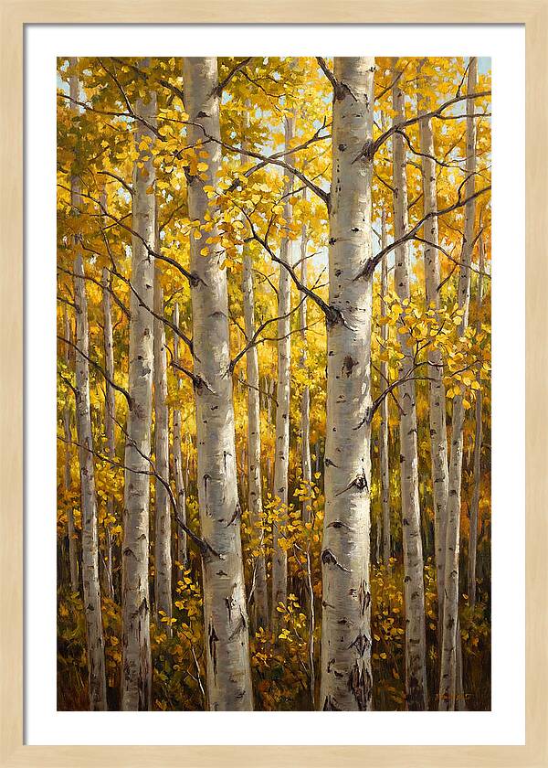Aspen Grove In Autumn Light