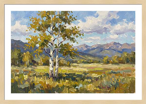 Aspen Trees In Autumn Light
