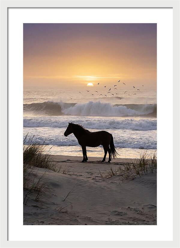 Assateague Island Serenity